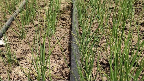 遼寧沈陽(yáng)小拱棚育苗案例